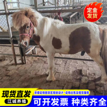 �Bֳ�����ۃ�ͯ�T�������R���@���^���ջ��Ӱ��_�R���aС���R�r��