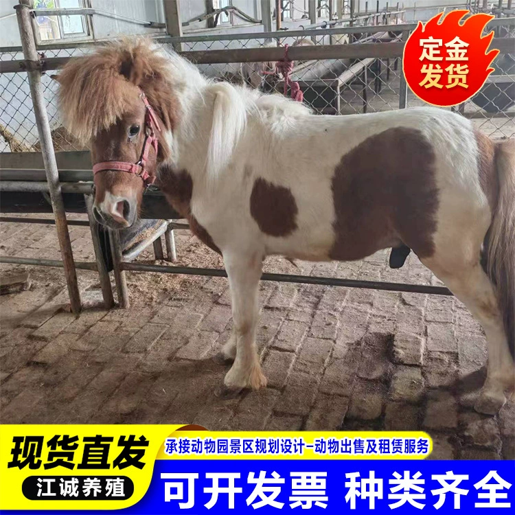 Живописный сад верхом на лошадях с орхидей и карликовых лошадей