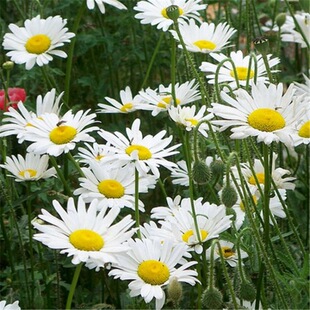 西洋濱菊種子圖片 海量高清西洋濱菊種子圖片大全 阿里巴巴