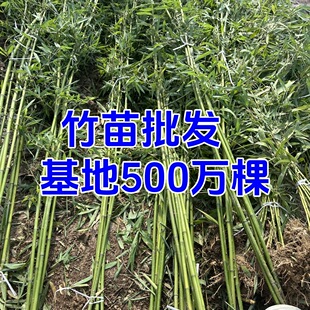 �����痗�@�񵭾G���������[����������S���g��������ֲ�����