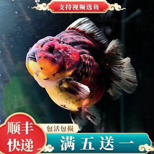 ��Ʒ��β��܊̩�{���~���~�~��ڰ�ɫС����ɫ��������̩�{�^�p�~