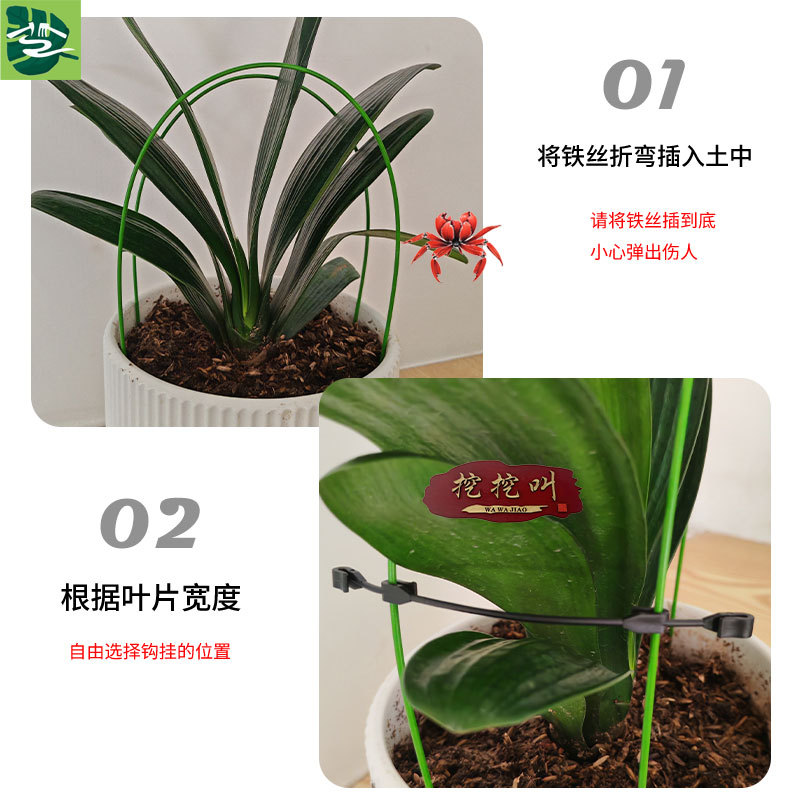 君子兰叶片矫正支架绿植定型支撑工具花卉固定塑形园艺