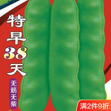 特早38天豆角种子无筋无柴高产油豆角超宽搭架架豆角爬架四季早熟