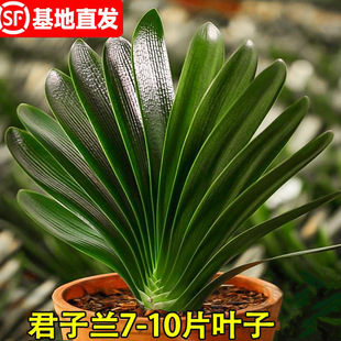 Four Seasons Clivia Potted Plants with Buds, Old Seedlings, Large and Small Seedlings, Flower Plants, Indoor Florals and Green Plants, Easy to Grow Round-Headed Monks