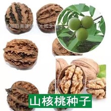 �²ɺ��ҷN��Ұ�����Ҙ�N�ӱ�Ƥ���Ҙ�Ʒ�N���ҷN��ɽ���ҷN��