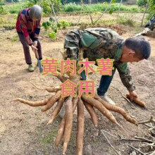 广西黄心木薯新鲜现挖特产农家当季黄肉面包木署板栗红薯糖水店9