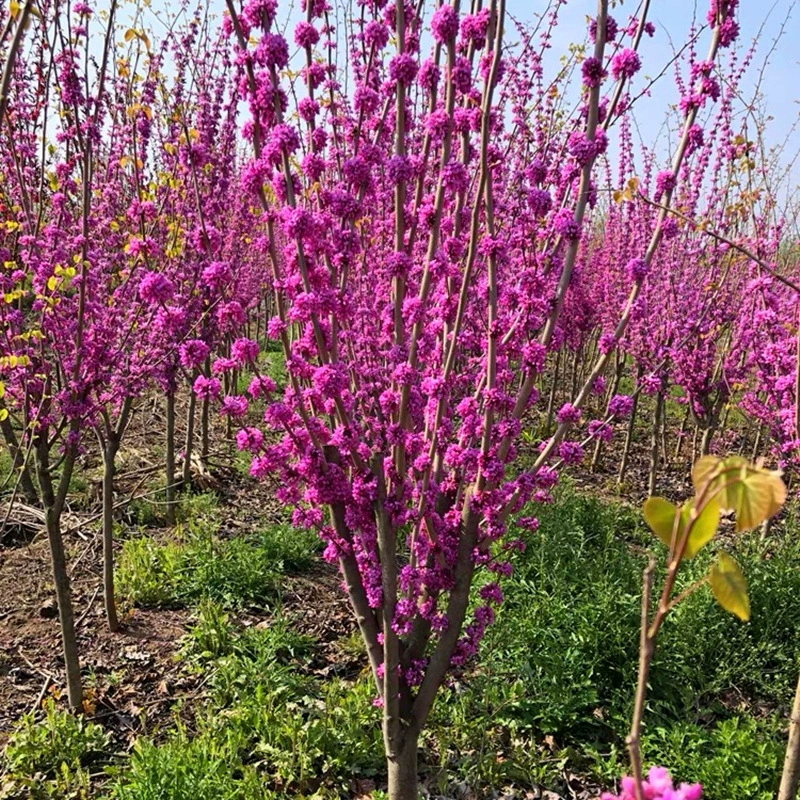 Саженцы Баухинии Четыре сезона наружные цветущие дворы