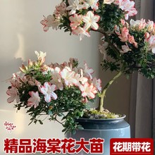 ���z���Ļ������r�������_�������辰�҃Ȼ��Gֲ�滨�Ϙ�����ֲ��