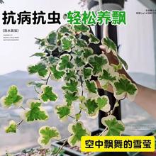 日本雪莹常春藤爱心叶出锦绿植室内北欧ins风阳台垂吊小盆栽易养