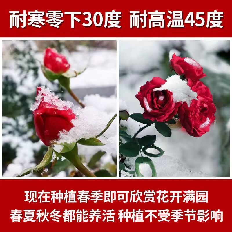 /O1CN01aUM2Im1yF2U6efno6_!!2219512176548-0-cib.jpg