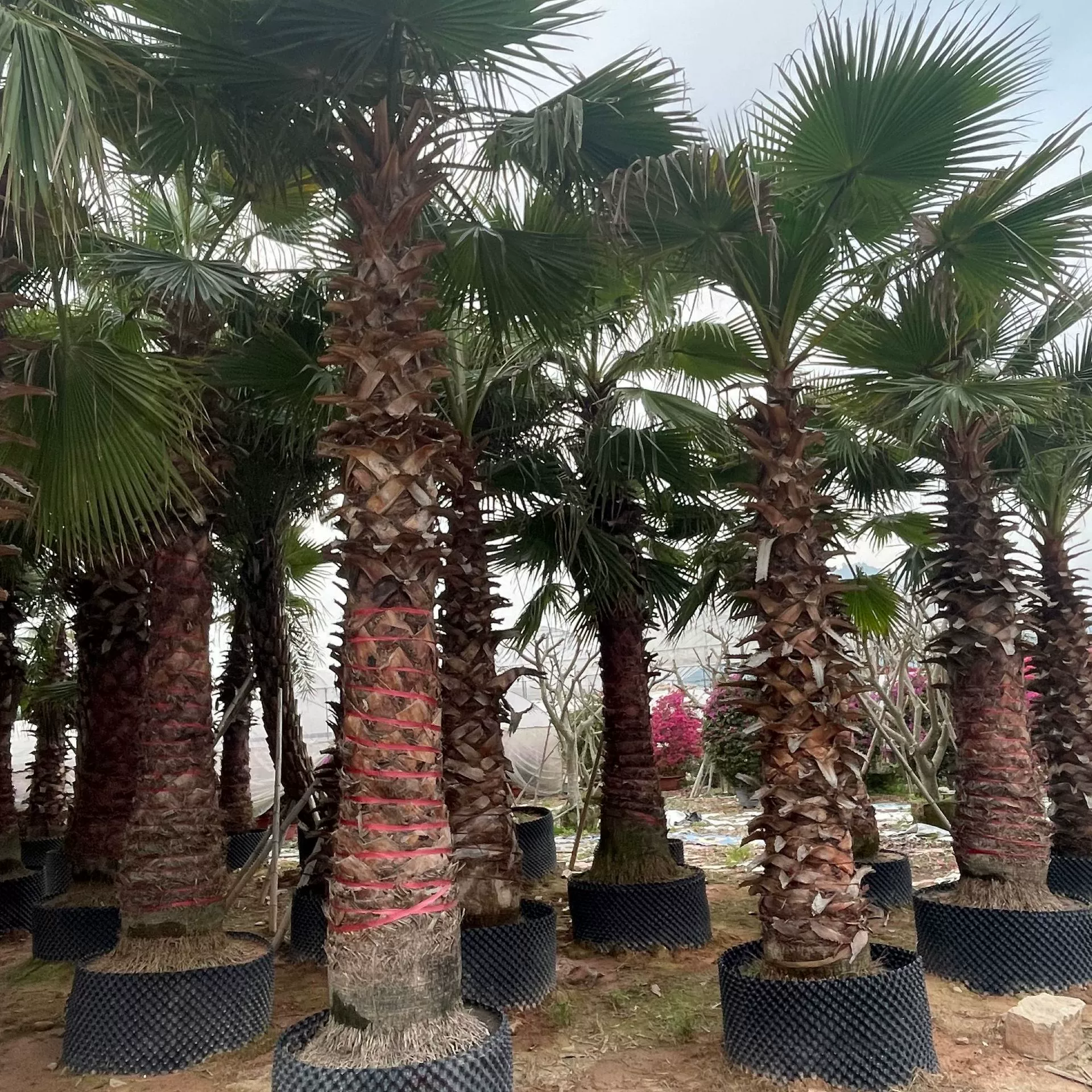 Оптовая цена на подсолнечник для пожилых людей из Фуцзянь Хуазоу, Гуандун, Сычуань, Чжэцзян, Вашингтонская пальма