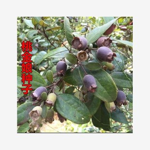 Myrtle Seeds, Doni Zhongni Mountain, Duolian, Pear Roots, Peach Aunt's Seeds, Mud Seeds, Tree Species, Forest Sapling Seeds