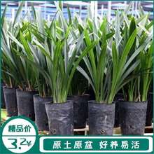 带花剑【特级兰花】高档兰花苗墨兰企黑浓香型兰花四季好养盆栽