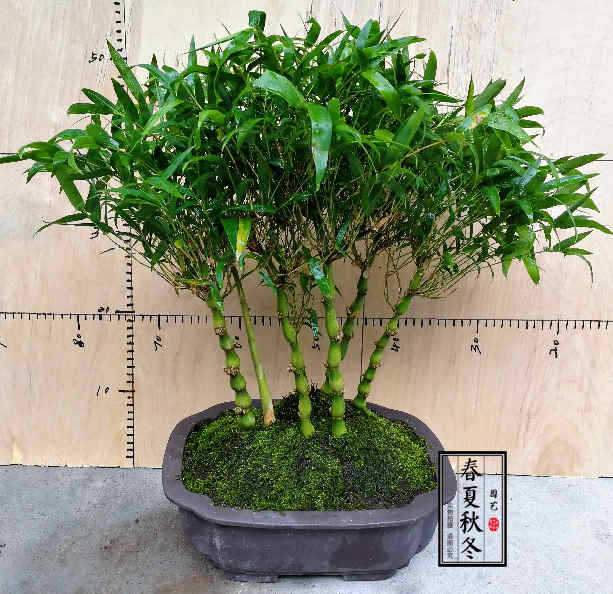 고운 불상배대나무 5개 한 화분