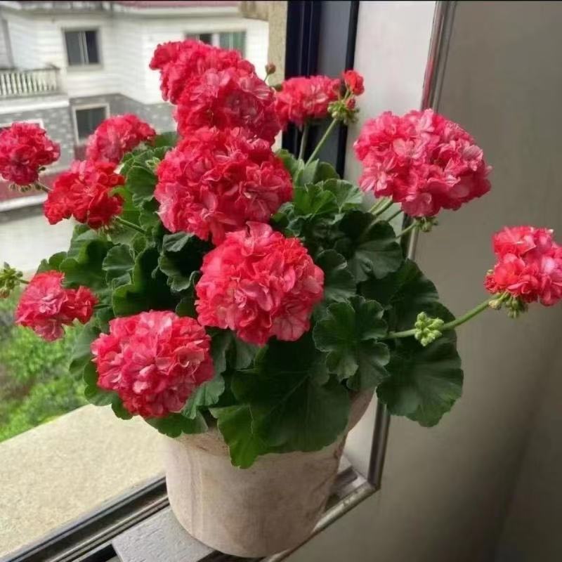 Double-Petaled Geranium Seedlings Are Sown and Blooming in All Seasons, Indoor and Outdoor Hydrangea Seeds, Potted Flower Seeds