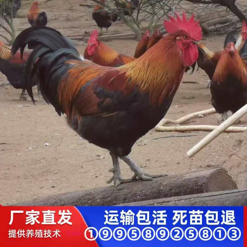 Оптовая продажа черных цыплят Yao, крупных цыплят-петухов с красным оперением и зелеными лапками, молодых цыплят, жилых маленьких цыплят-петухов с красным оперением, выращенных в печи.