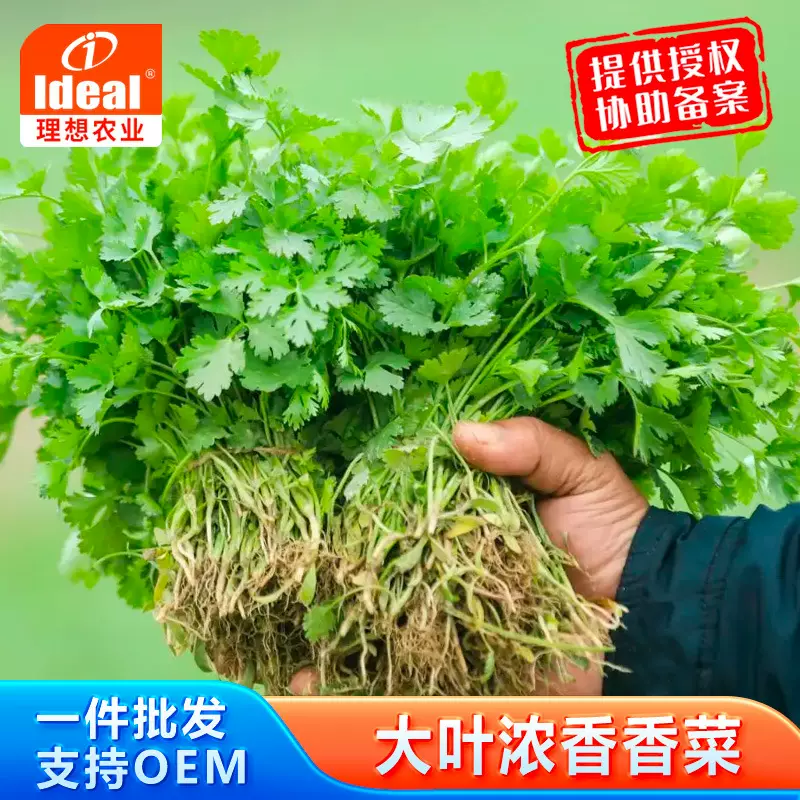 理想香菜种子芫荽种籽大叶浓香厂家批发农家阳台春秋四季蔬菜种子