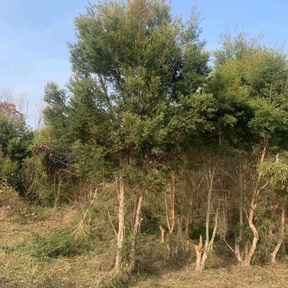 2201 база поставляет австралийское чайное дерево 10-20 см