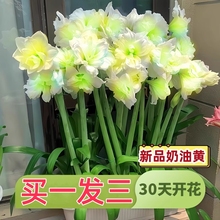 阿弗雷朱顶红荷兰进口重瓣朱顶红种球精灵鬼魅室内外花卉盆栽植物