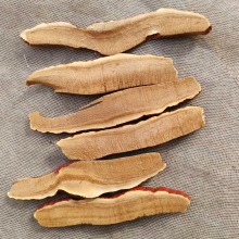 ����Դ���`֥����r�����l��ș���`֥���|���`֥Ƭ�`֥��șʳ����