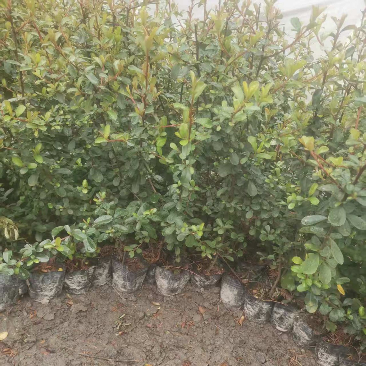 火棘杯苗火棘球火棘苗室外绿化灌木苗批发高度30-50公分已存活量