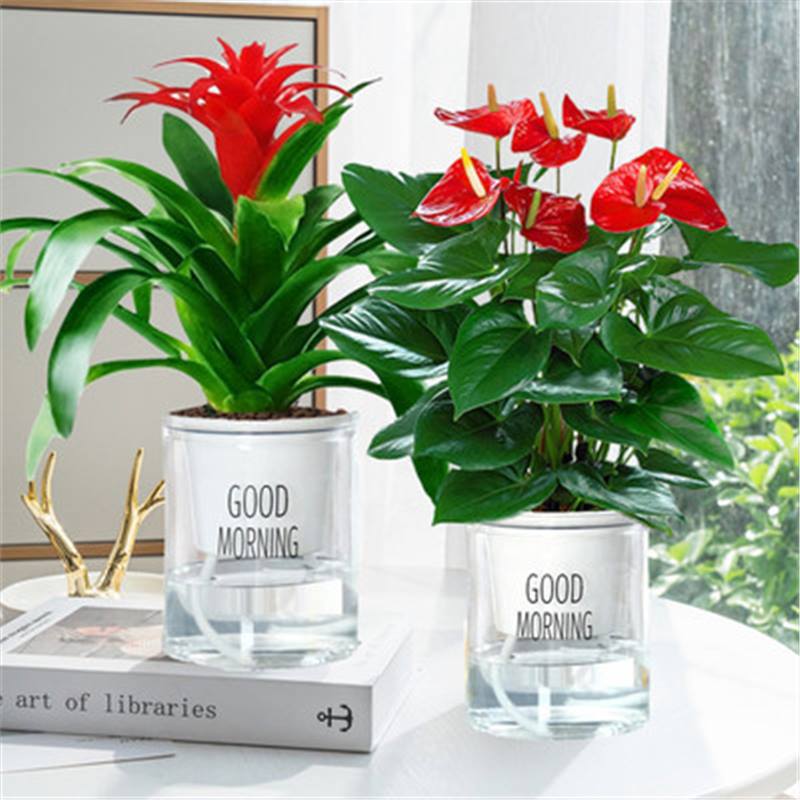 안스리움 + 행운(굿모닝 분지) + 영양