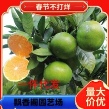 ���¼t���˸�����o���ָ̳����紺Ҋ���θ���ɰ���������۽ۘ���