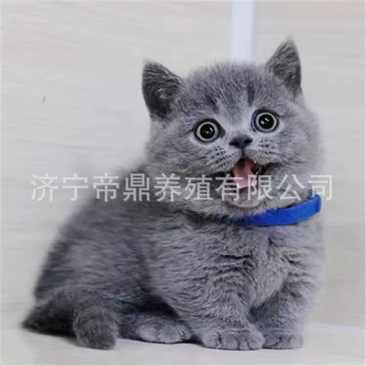 宠物猫幼猫活体英短活猫蓝猫蓝白猫金渐层猫活猫银渐层幼崽活物猫