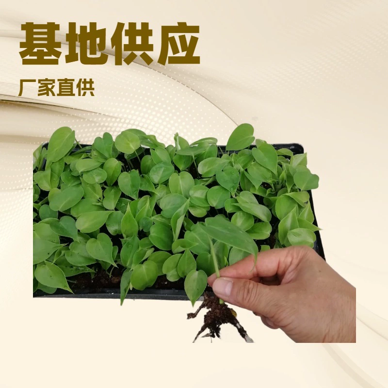 База поставляет декоративные растения оптом производителям, рассаду монстери для садоводства и ландшафтного дизайна, рассаду цветов оптом, от 200 растений.