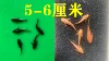 5 Huang Shuangdaofu + 5 Black Shuangdaofu 5-6cm