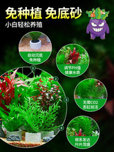 �~��ˮ��ֲ����쾰�[��ȫ�����ˮ��Gֲ�b�����ˮ��ˮ��