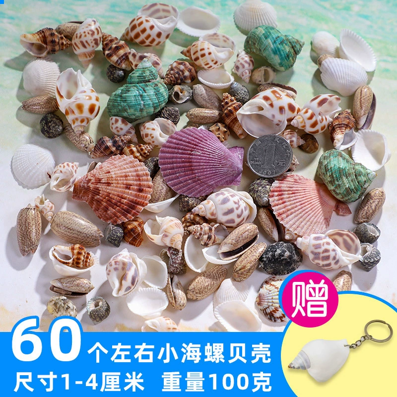 Organic aquarium with shells, aquarium decor, sample handmade