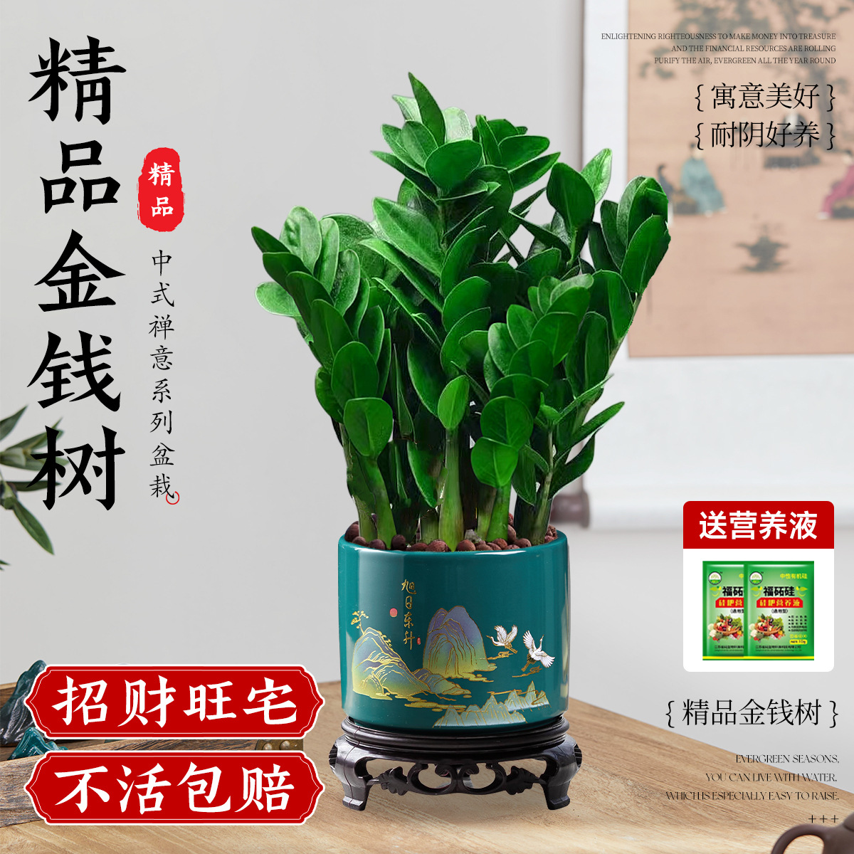 Tanaman Pot Pohon Uang Kecil, 20-25cm, 6-8 Tanaman (Pot Matahari Terbit + Nampan) + Solusi Nutrisi Gratis