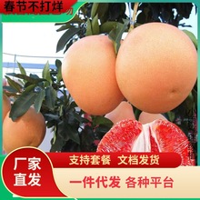 һ�����l�޽����Ә���t������ɳ�����Ϸ������Nֲ�ش���Y��ͥ