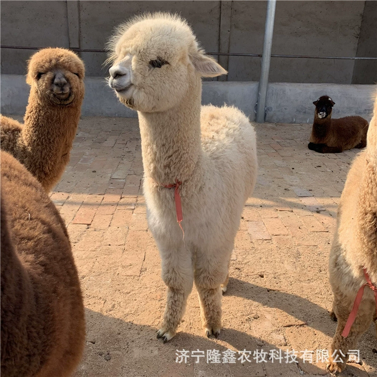 Альпака живая цена любимчика Альпака Аренда милых домашних животных Аренда утилизация Альпака сколько денег Альпака Ферма