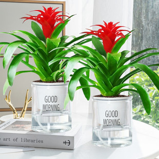 Lucky Potted Flower Plants, Indoor Flowers, Living Room, Blooming in All Seasons, Easy to Feed, Pineapple, Hydroponic Green Plants