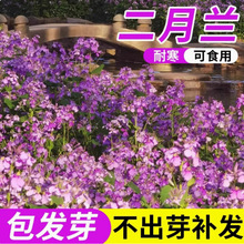 二月兰种子花籽诸葛菜二月蓝多年生宿根二月兰花种籽庭院耐寒耐阴