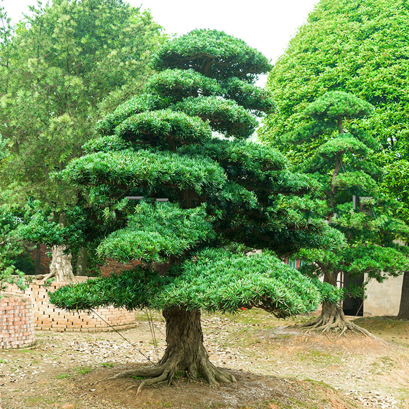 批发罗汉松 原生形态各异 四季常青大型观赏造型树 庭院风景大树