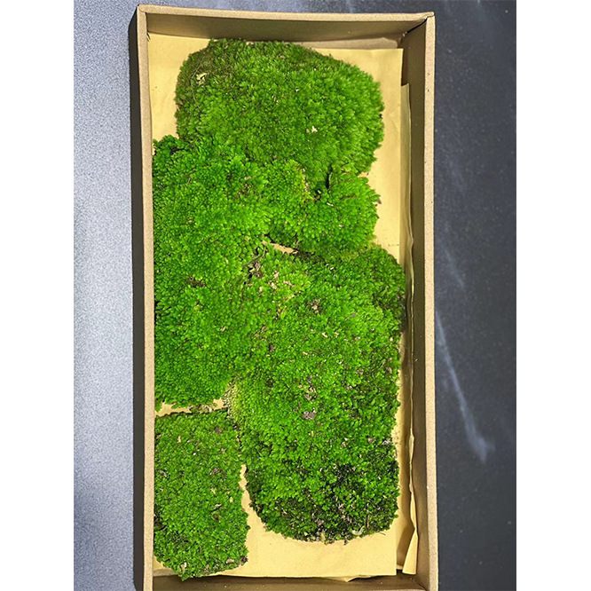 Musgo eterno Musgo musgo grande gris musgo planta verde pared Fondo planta musgo material de pared flor eterna simulación pelo blanco musgo