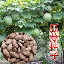 瓜蒌种子材种子野生瓜蒌皮食用干净无杂吊瓜栝楼种子四季播种