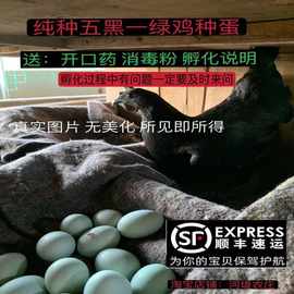 五黑一绿鸡种蛋受精蛋可孵化小鸡乌骨鸡土柴黑羽绿壳乌鸡顺丰包邮