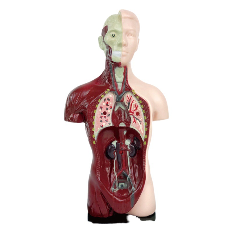 Juguetes transfronterizos Educación temprana Órganos humanos Modelos esqueléticos Conjunto de ciencia y educación Estudiantes de primaria y secundaria Ensamblaje de bricolaje Rompecabezas para niños