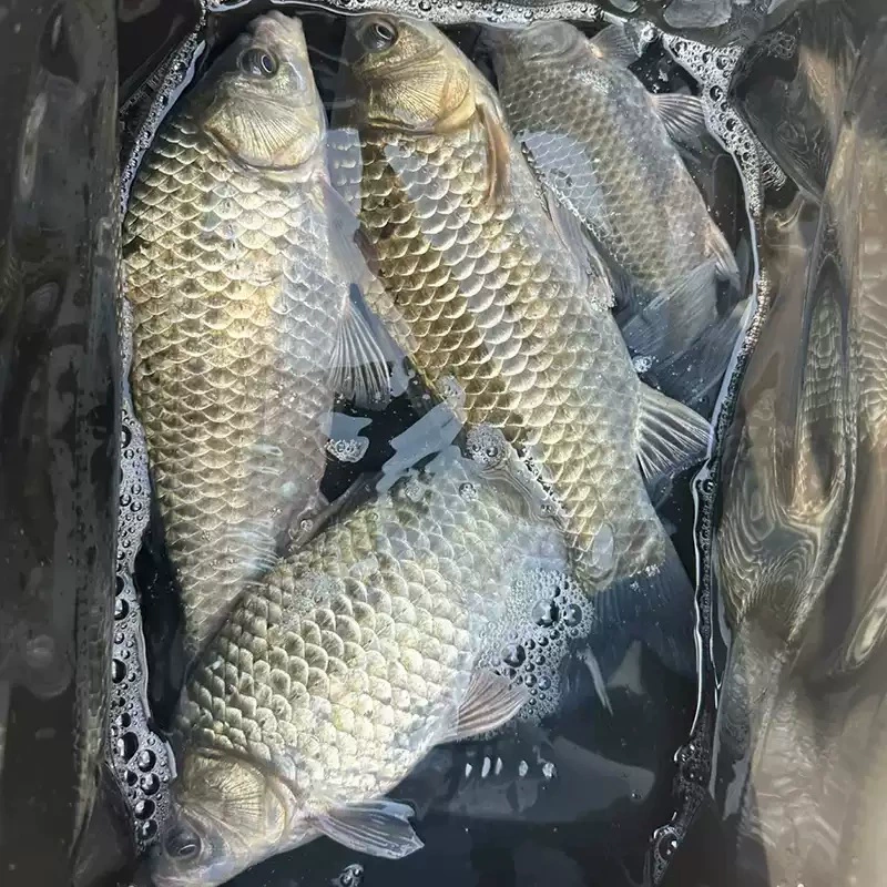 Catfish fry Zhongke No. 5 Cat Fry Forl Engineering Catfish Flower Fresh Aquaid Edible Catfish Fry