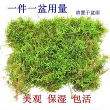 干水苔青苔兰花蝴蝶兰石斛多肉栽培营养土干苔藓苗木嫁接乌龟冬眠