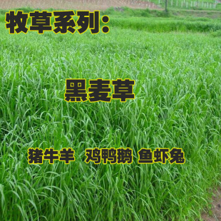 �������ӷN�ļ������Bֳ�iţ���Z�~�ö��������ݷN�����ͺ�����70