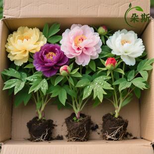 �ذ���ș���Kĵ���r�������^�p����������ڻ�����ꖼt�̨����