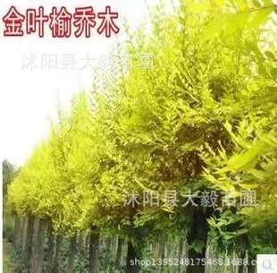 Wholesale Elm Saplings, Golden Leaf Elm Seedlings, Engineering Greening Seedlings, Complete Specifications, Large Quantity, Favorable Price