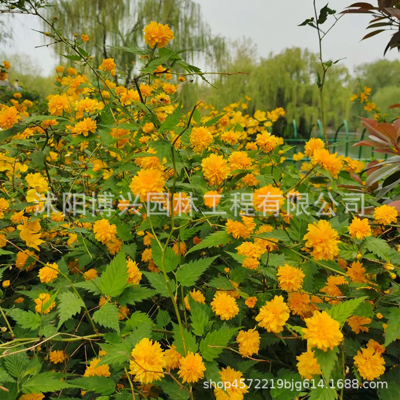 爬藤攀缘植物棣棠苗-美丽的重瓣棣棠花苗-耐寒冬南北方皆可种植