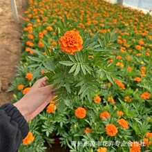 基地批发孔雀草 精品黄色橘黄色孔雀草小苗幼苗花苗 绿化苗木花