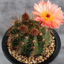 ������������������ѣ����{����ϡ���_�����^����ֲ���С����